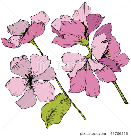Vector. Appe blossom flowers. Pink and green engraved ink art. I 45786356