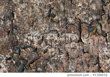 close up of old tree bark texture background. 45786658