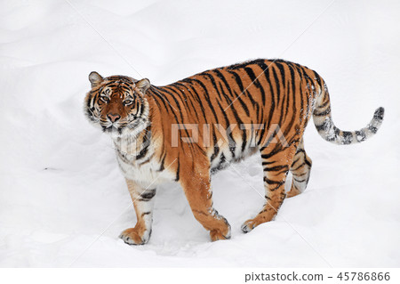 Siberian tiger standing in white winter snow Siberian tiger standing in white winter snow 45786866