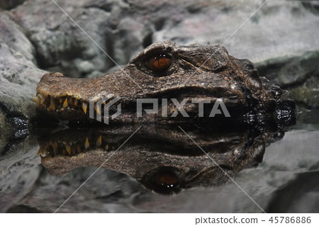 Portrait of Cuvier dwarf caiman crocodile in water 45786886