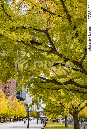 [Autumn leaves ginkgo Tokyo station] 45788493