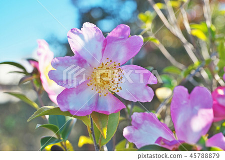 五顏六色的紅花花 五顏六色的紅花花 45788879