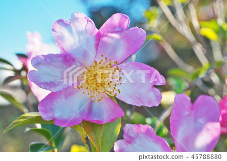 五顏六色的紅花花 五顏六色的紅花花 45788880