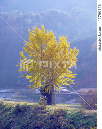 Gingko early morning Gingko early morning 45790168