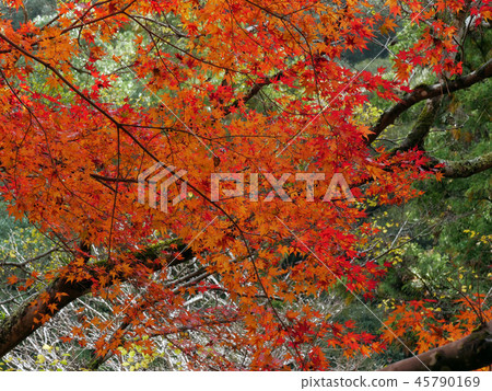 Autumn maple red Autumn maple red 45790169