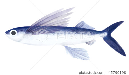 飛魚 飛魚 45790198