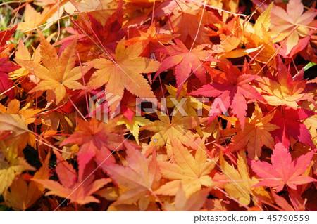 Morning leaves of fallen leaves 20 45790559