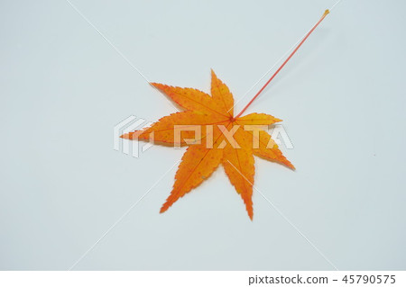 Autumn leaves indoor shoot 6 of yellow leaves 45790575