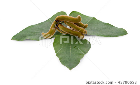 Mucuna pruriens isolated on white background Mucuna pruriens isolated on white background 45790658