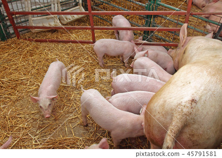 Piglets Piglets 45791581