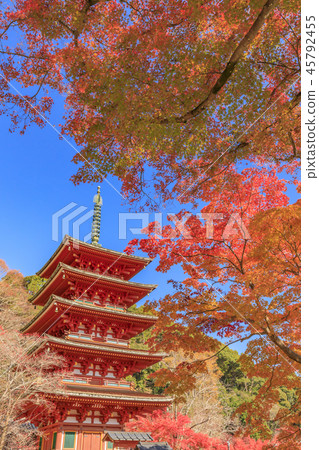 Hase-dera寺廟秋葉 Hase-dera寺廟秋葉 45792455