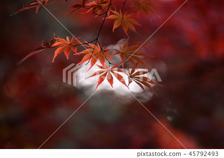 有紅葉 45792493
