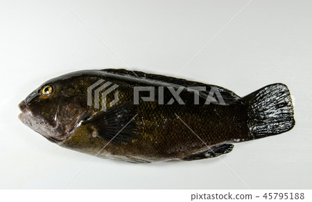 Blackfish Tautog Blackfish Tautog 45795188