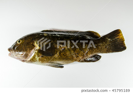 Blackfish Tautog Blackfish Tautog 45795189