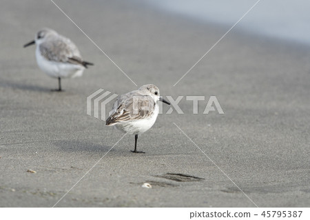 桑德林 桑德林 45795387