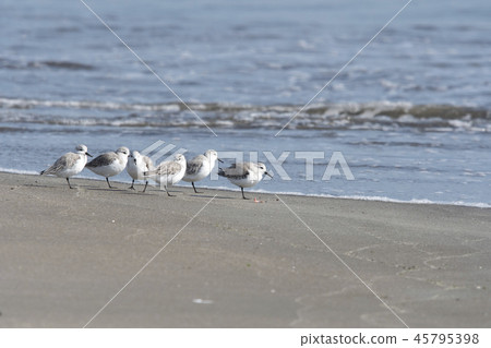 桑德林 桑德林 45795398