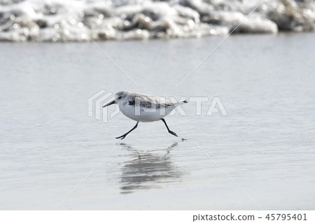 Miyubishigi 45795401