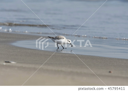 桑德林 桑德林 45795411