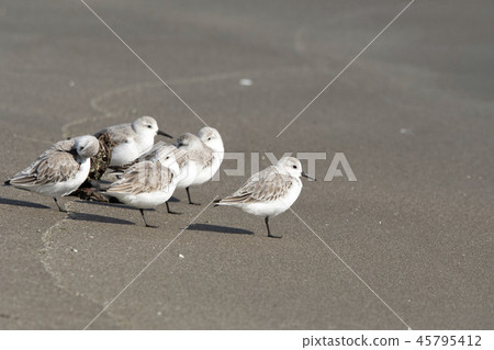 桑德林 桑德林 45795412