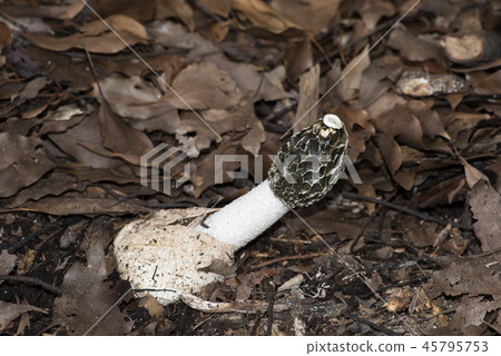 白鬼筆 白鬼筆 45795753