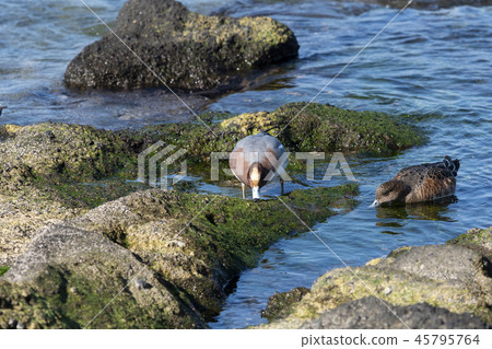 Wigeon Wigeon 45795764