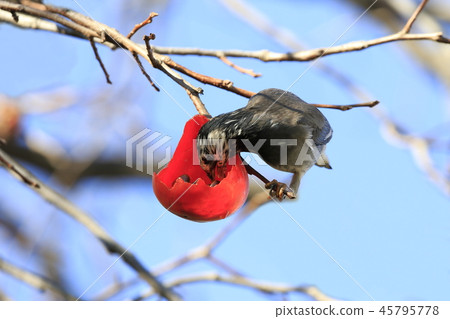 Mukudori picking persimmons 45795778