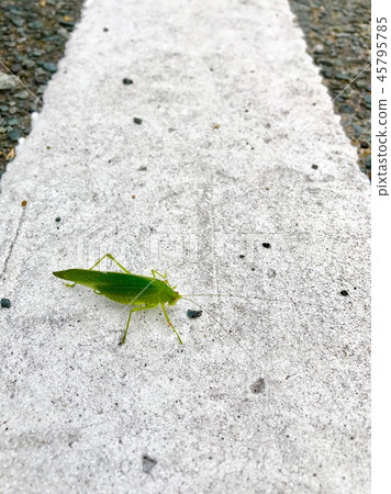 Parking lot grasshopper 02 Parking lot grasshopper 02 45795785