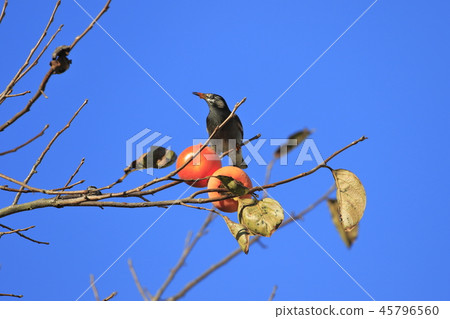 Mukudori picking persimmons 45796560