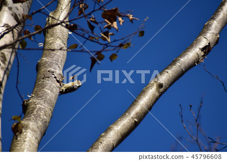 Kogera with dead leaves 45796608