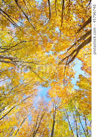 Autumn forest Autumn forest 45796748