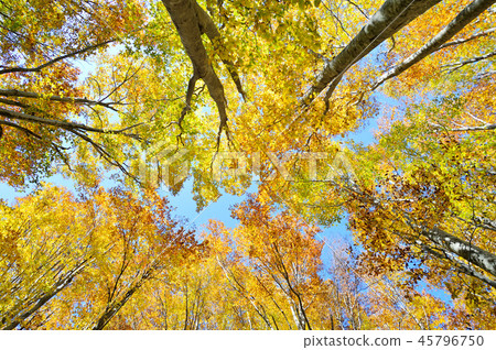 Autumn forest 45796750