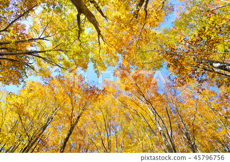 Autumn forest Autumn forest 45796756