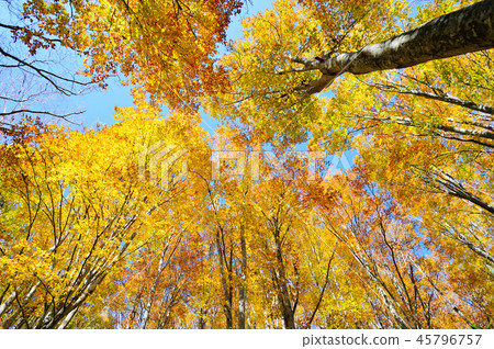 Autumn forest 45796757