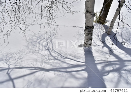 The shadow of a tree on a snowy surface 45797411