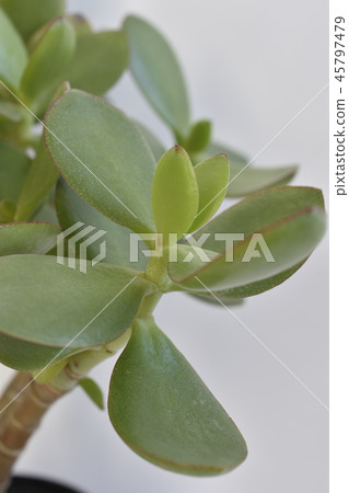 Philippe Benibacyi 45797479