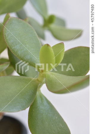 Philippe Benibacyi 45797480