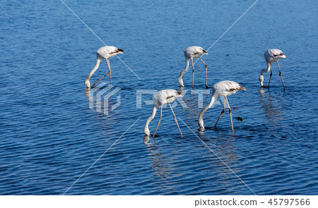 Rosy Flamingo colony in Walvis Bay Namibia Rosy Flamingo colony in Walvis Bay Namibia 45797566