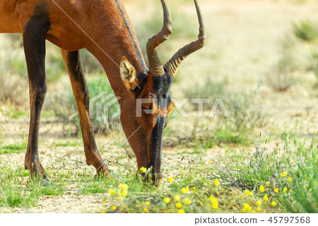 Red Hartebeest in Kalahari South Africa Red Hartebeest in Kalahari South Africa 45797568