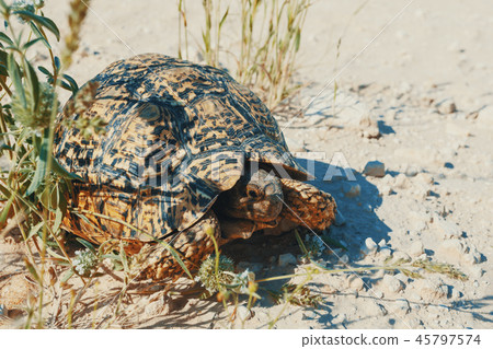turtle leopard tortoise, South Africa wildlife turtle leopard tortoise, South Africa wildlife 45797574