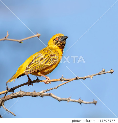 African masked weaver, africa Wildlife 45797577