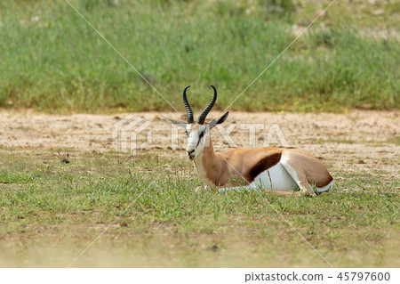 Springbok in kalahari, South Africa wildlife Springbok in kalahari, South Africa wildlife 45797600