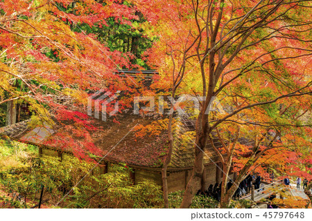 Muro-ji Temple 45797648