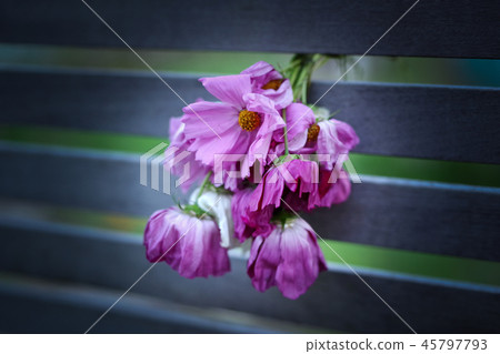 我錯放了一束波斯菊花 我錯放了一束波斯菊花 45797793