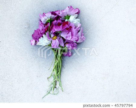 我錯放了一束波斯菊花 45797794