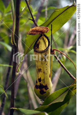 Pitcher plants at Sinharaja Forest Sri Lanka 45798078