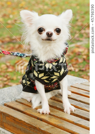 達克斯和奇瓦瓦走 45798390