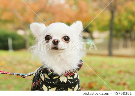 達克斯和奇瓦瓦走 45798391