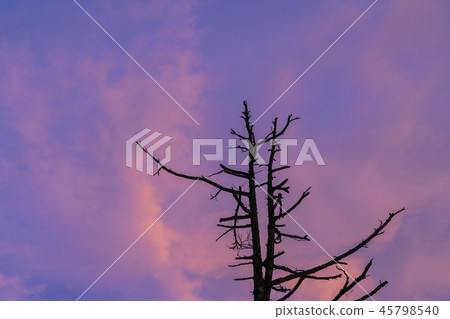 Morningburn and dead wood 45798540