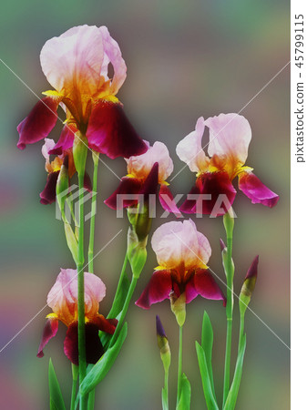 German iris German iris 45799115