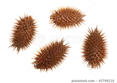 dry Xanthium strumarium isolated on white background has medicinal properties. Top view. Flat lay 45799218